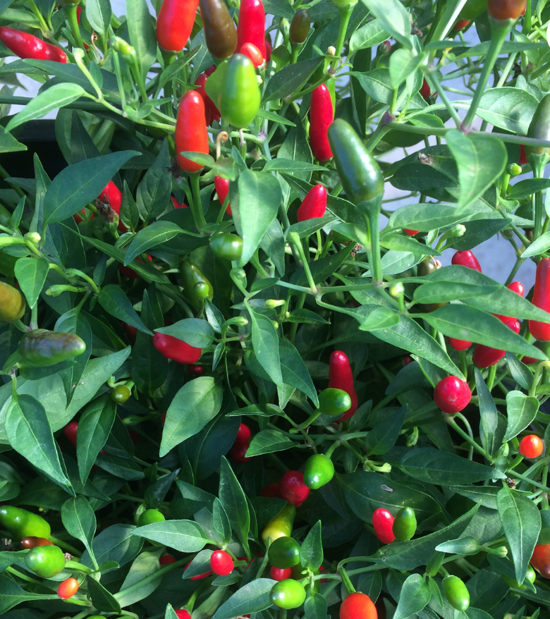 Piment Thai hot - BIO