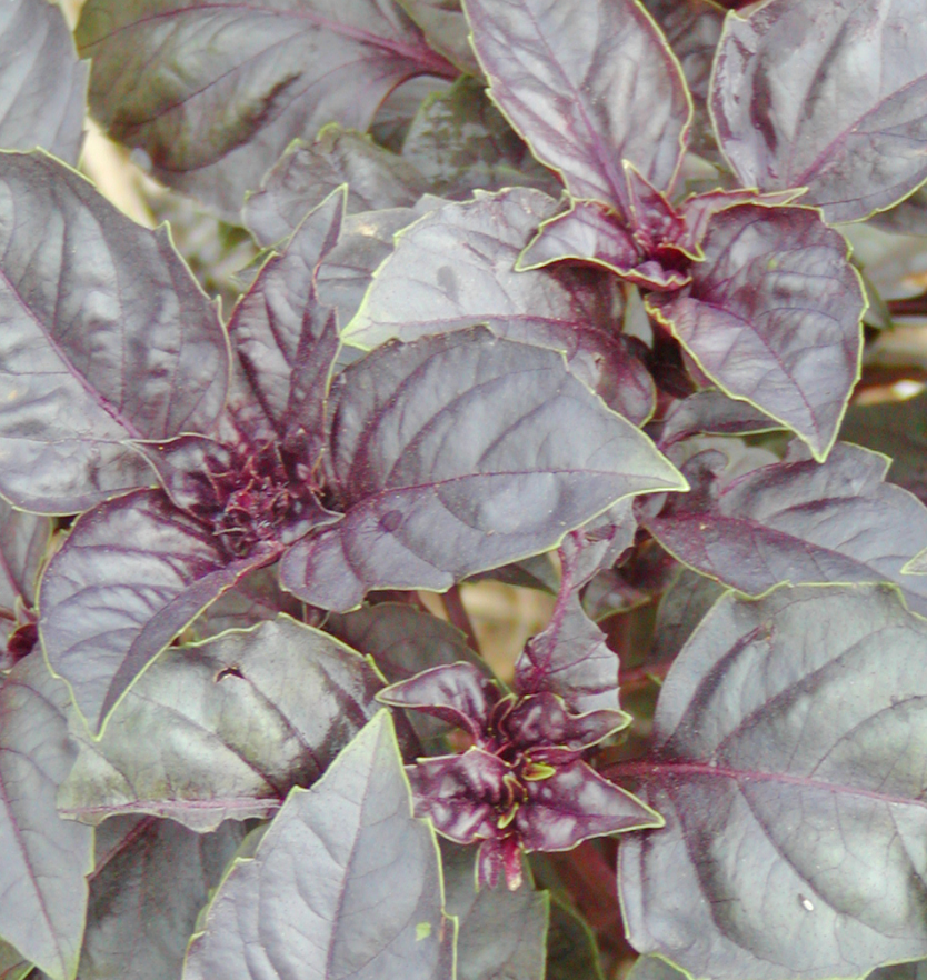 Basilic Pourpre - BIO