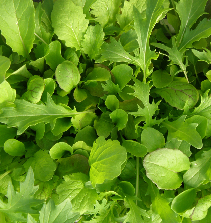 Mesclun de Luxe - BIO