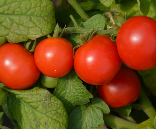 Tomates Cocktail Tiny Tim - BIO