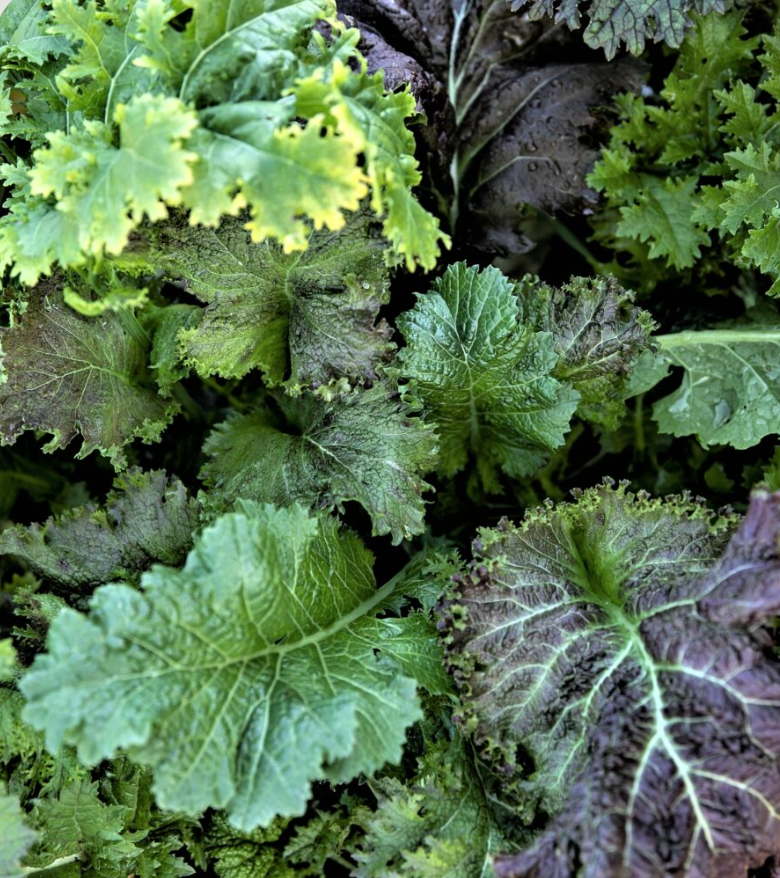 Mesclun de moutardes piquantes - Bio