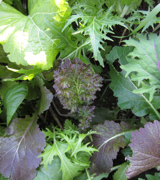 Mesclun de Crucifères de luxe - Bio