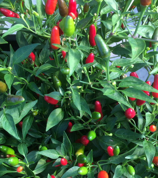 Piment Thai hot  - BIO