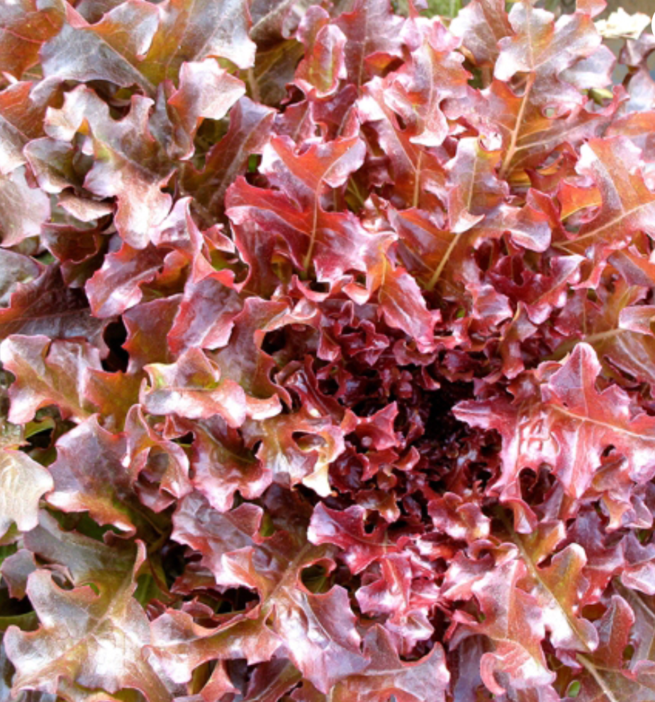 Laitue Feuille de Chêne Rouge - BIO