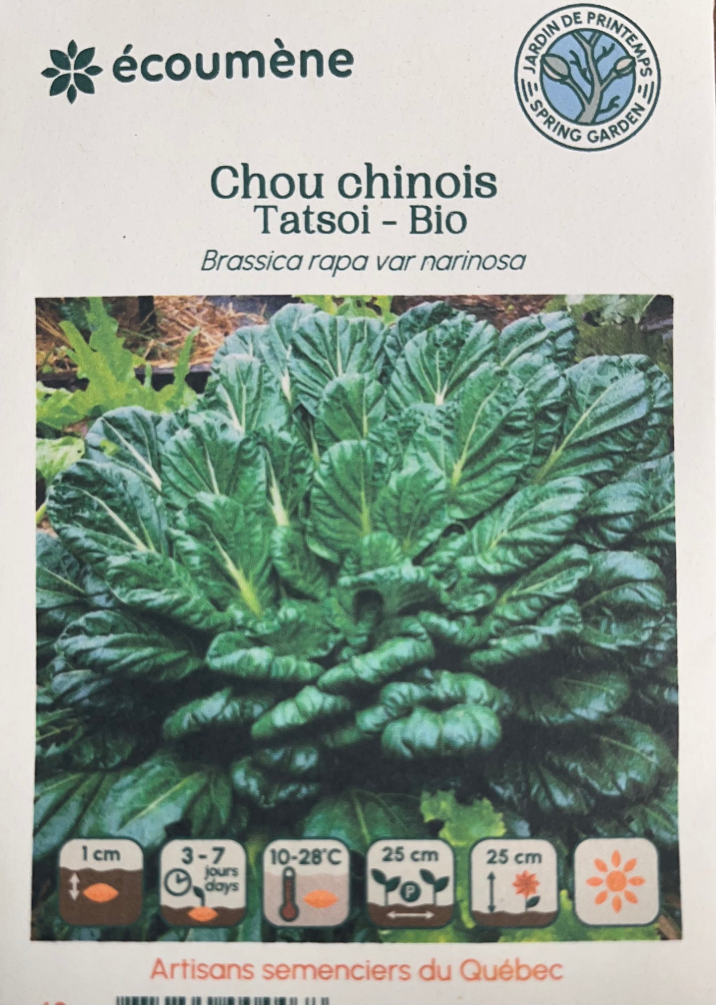 Chou Chinois Tatsoi - Bio