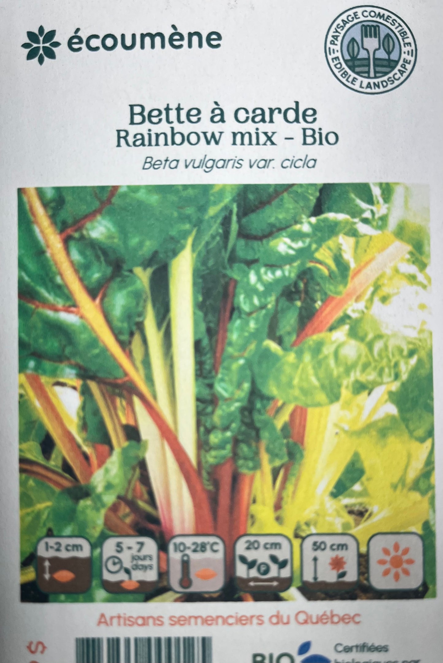 Bette à Carde Rainbow mix- bio