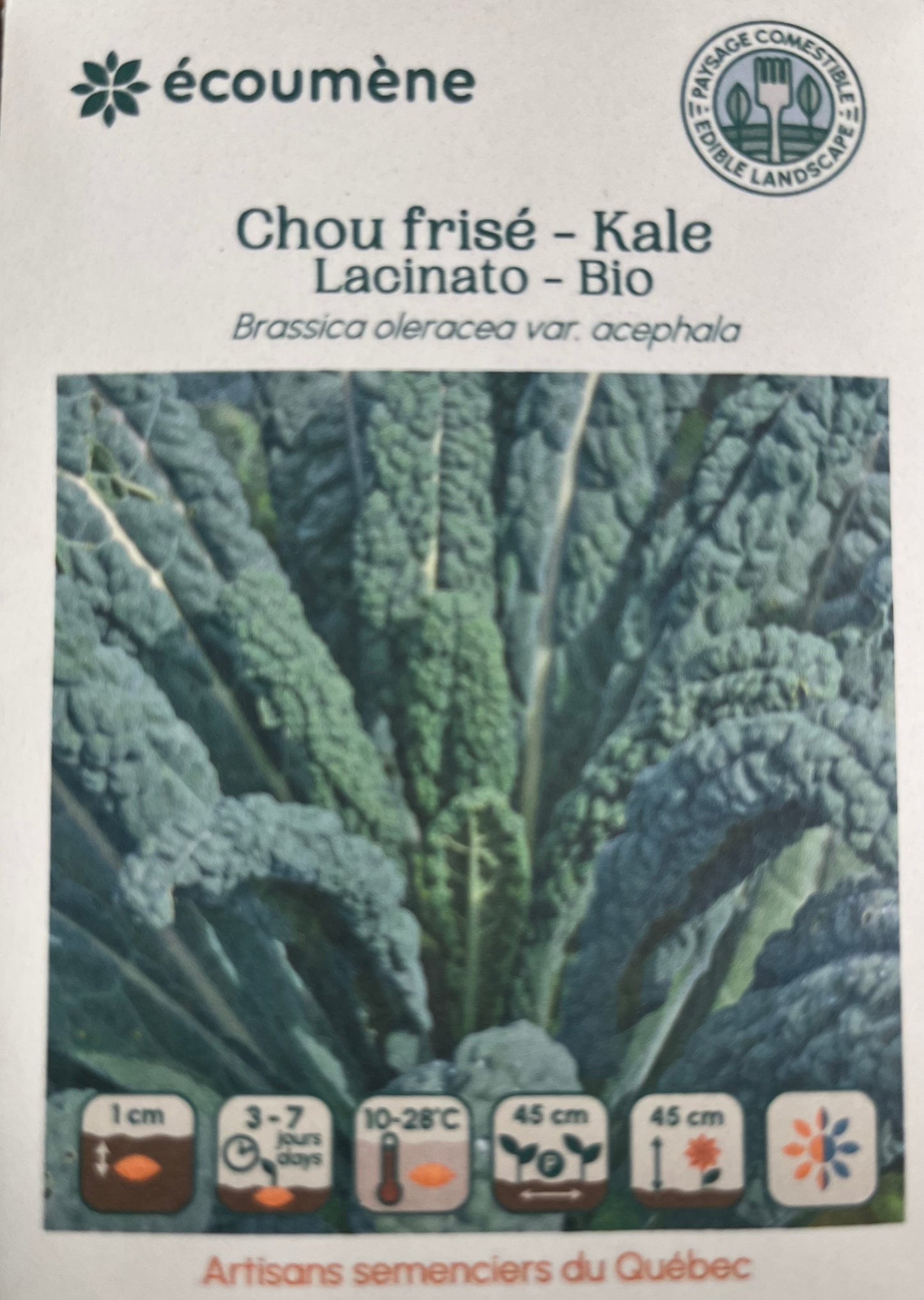 Chou Frisé - Kale Lacinato - BIO