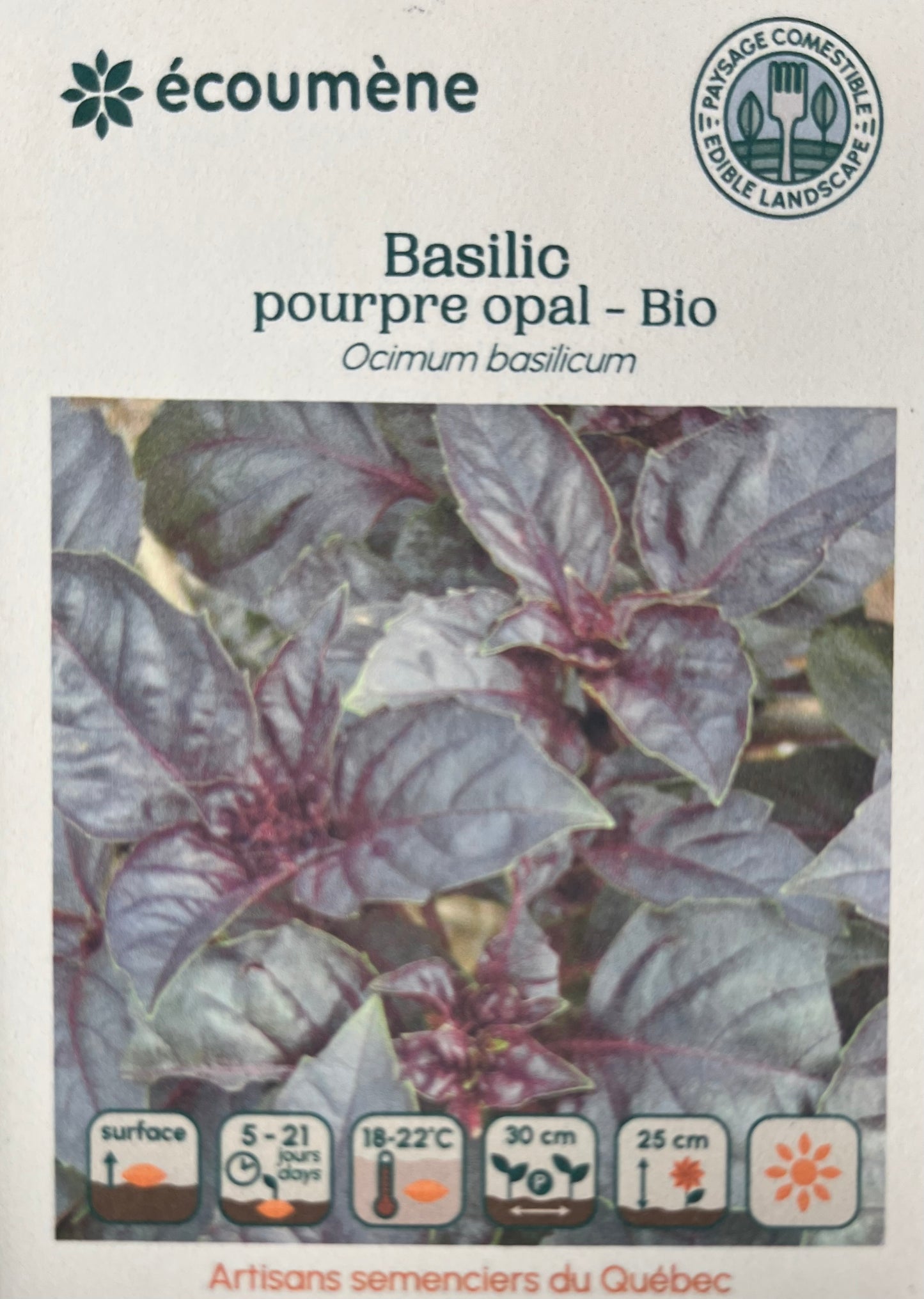 Basilic Pourpre  - BIO