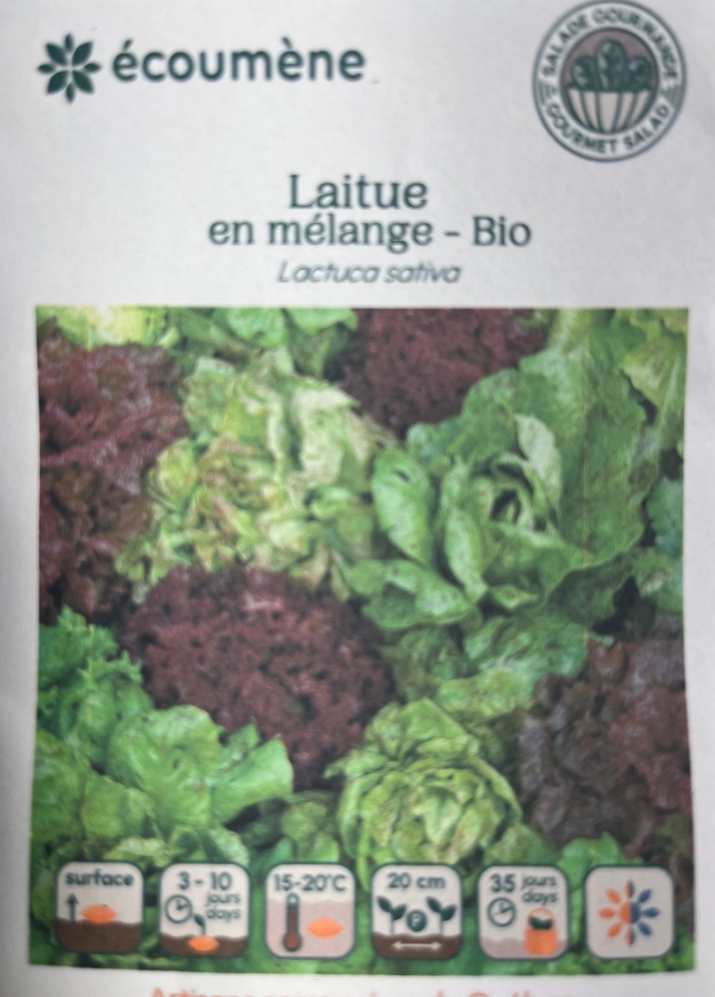 Laitue en mélange - BIO