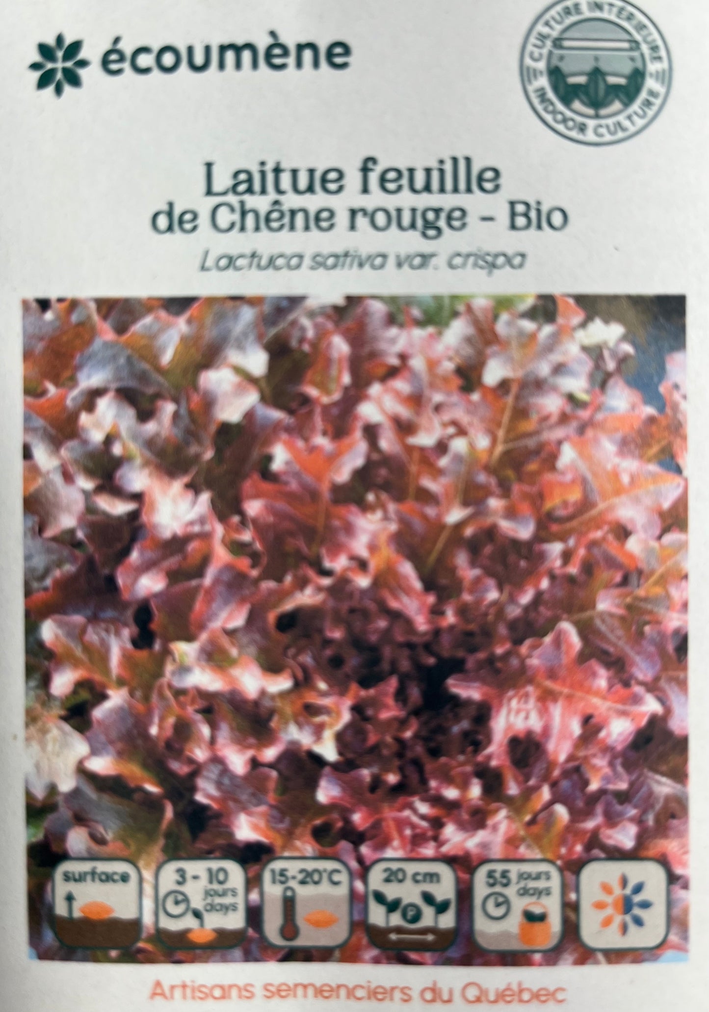 Laitue Feuille de Chêne Rouge - BIO