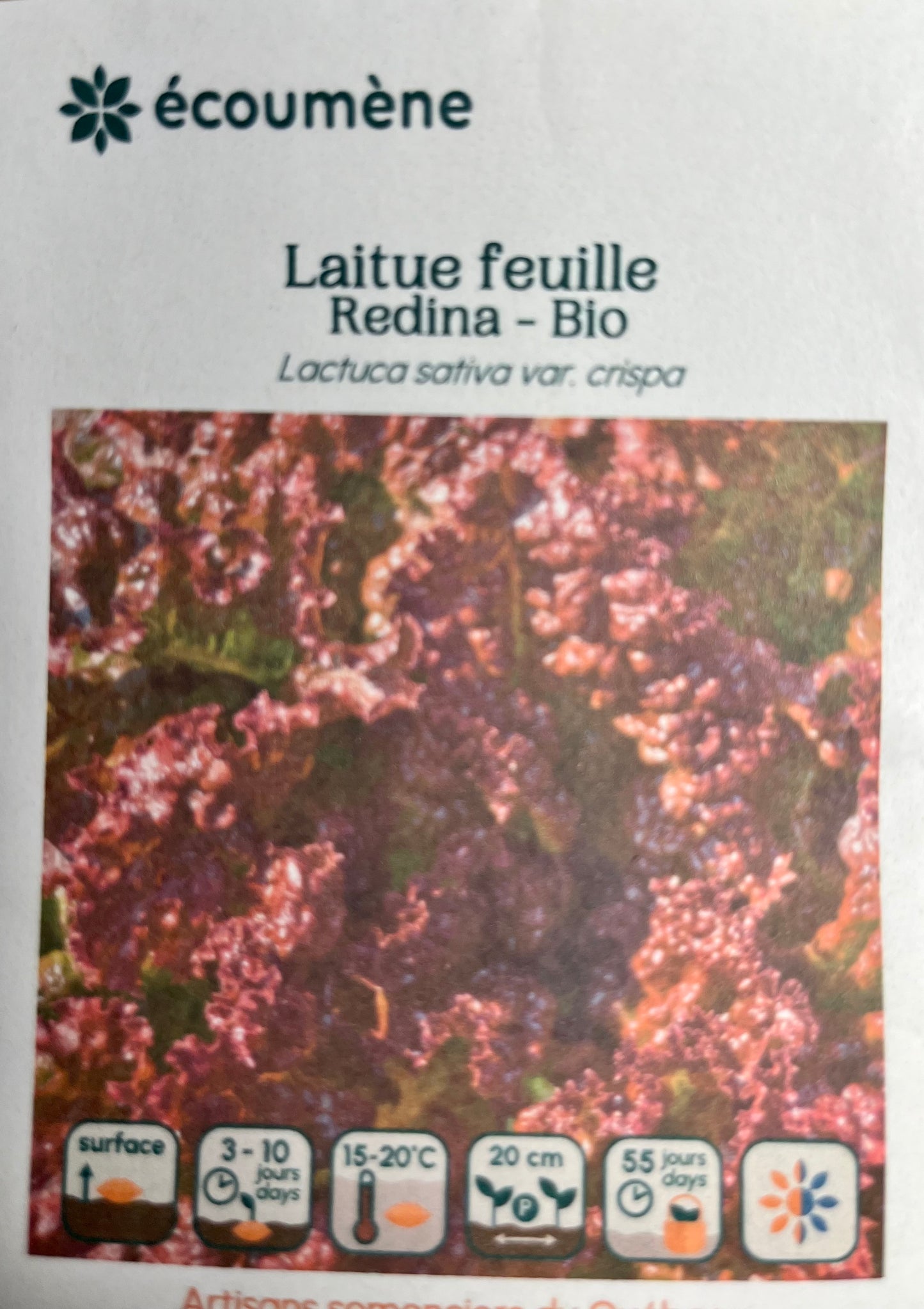 Laitue Feuille Redina - BIO