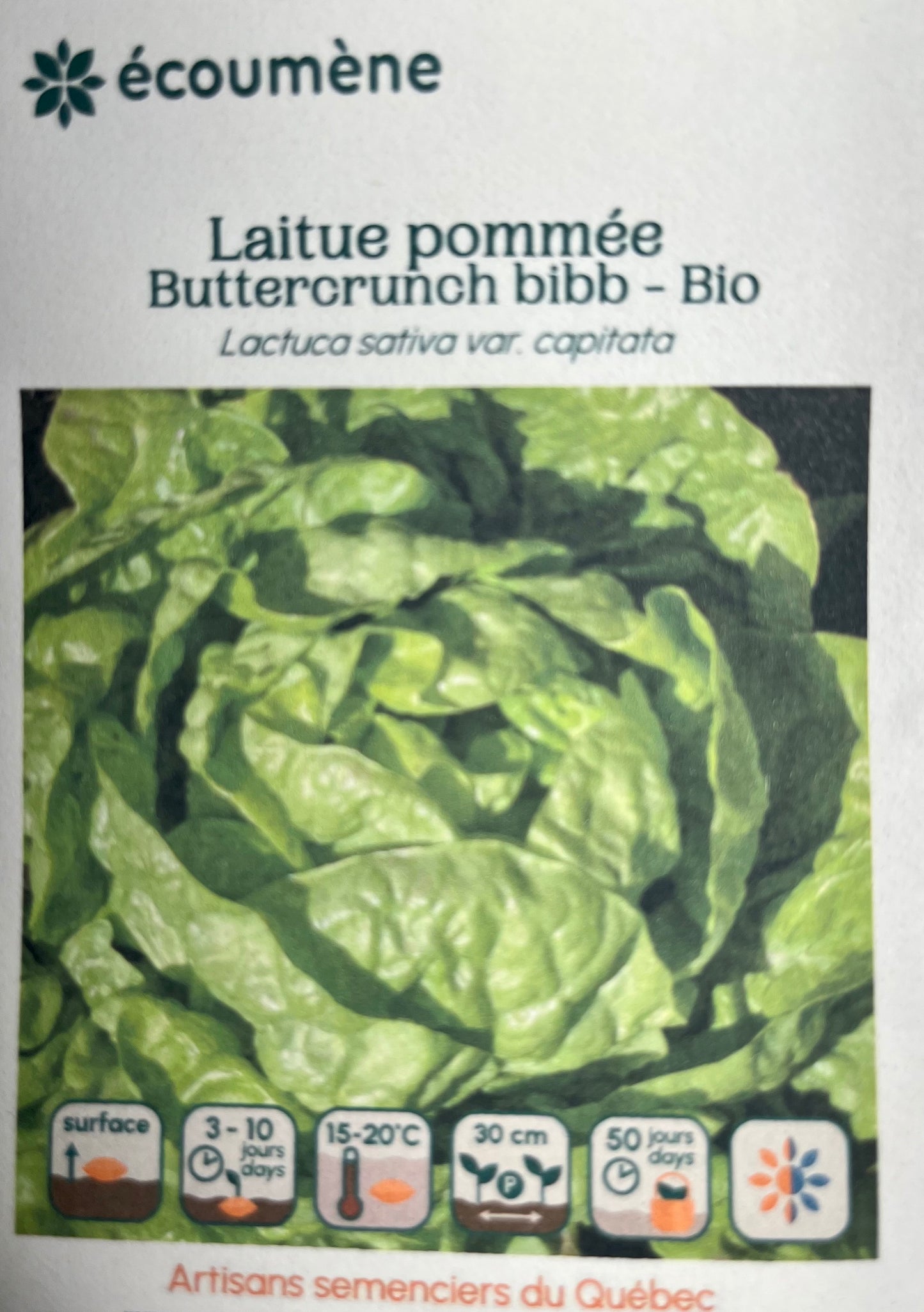 Laitue Pommée Buttercrunch bibb - BIO