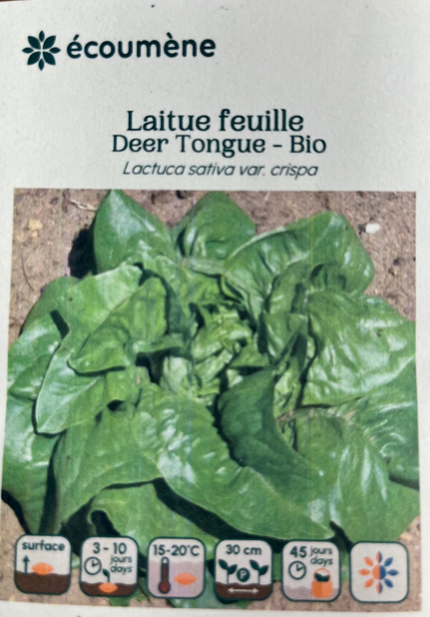 Laitue feuille Deer Tongue - Bio