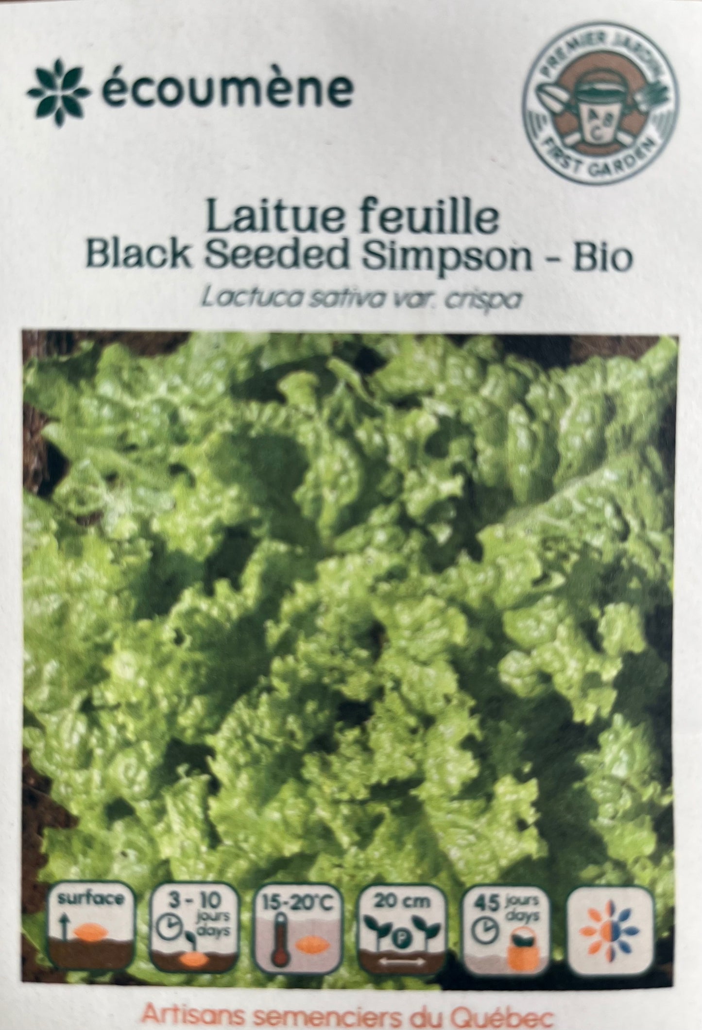 Laitue Feuille Black Seeded Simpson - Bio