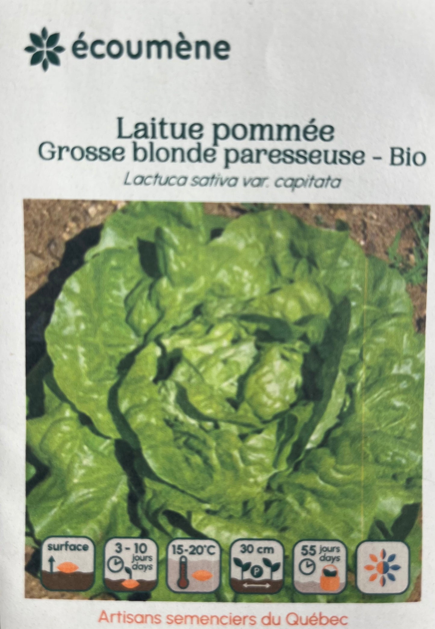 Laitue Pommée Grosse Blonde Paresseuse - Bio