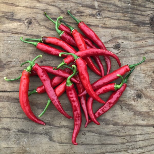 Piment Cayenne Ring of Fire